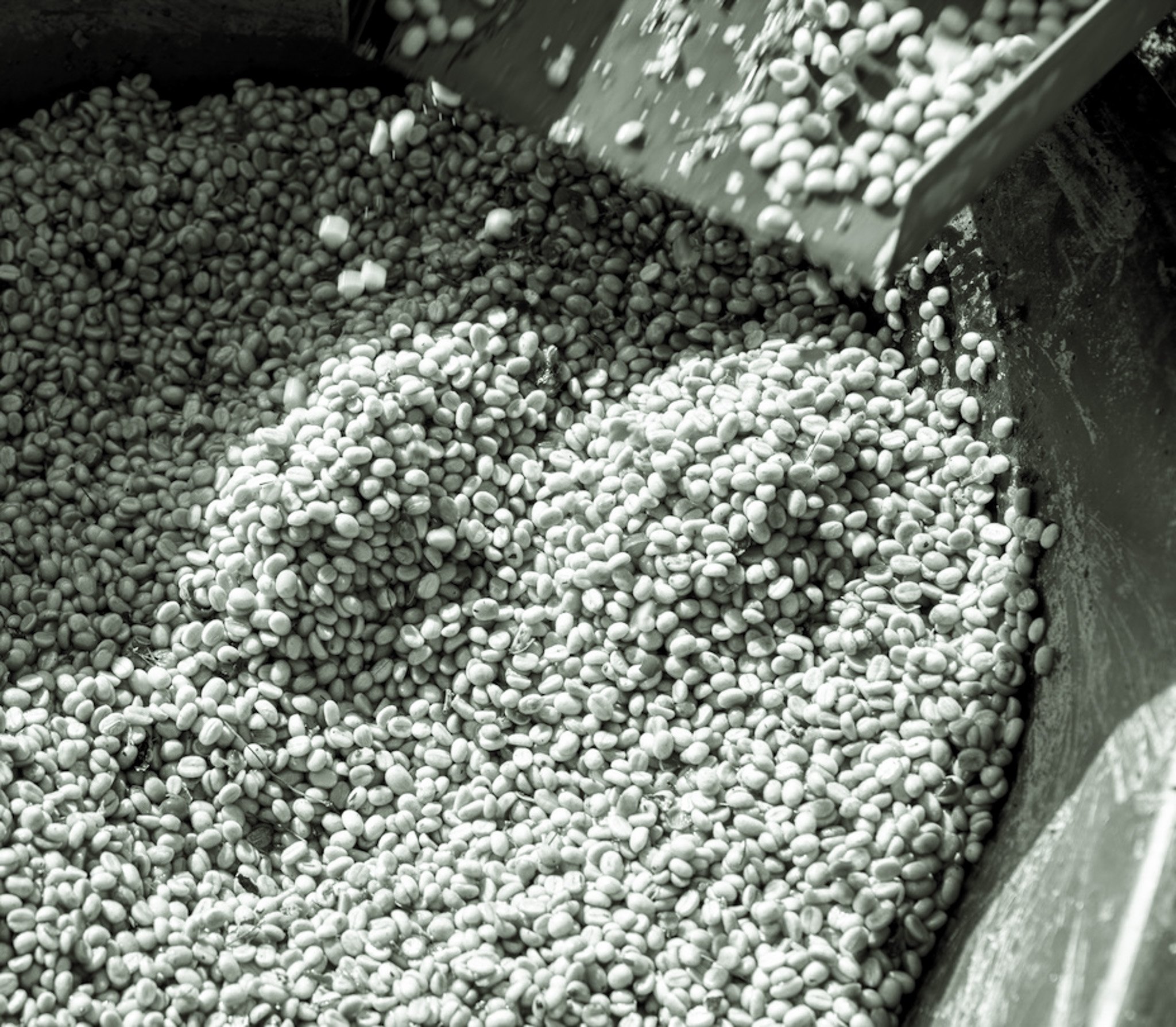 farmer-using-a-coffee-cherry-pulping-machine-to-pr-2025-03-16-00-56-06-utc-2